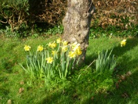 Daffodils2