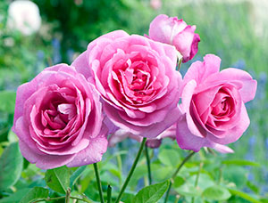Image of Roses